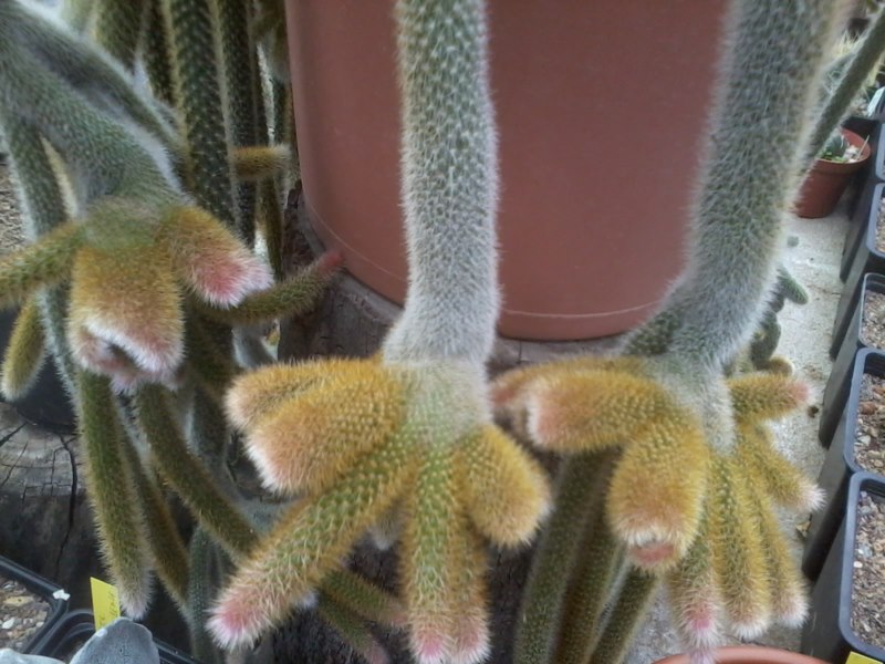 Disocactus flagelliformis-2013-05-15 12.18.36 [800x600].jpg