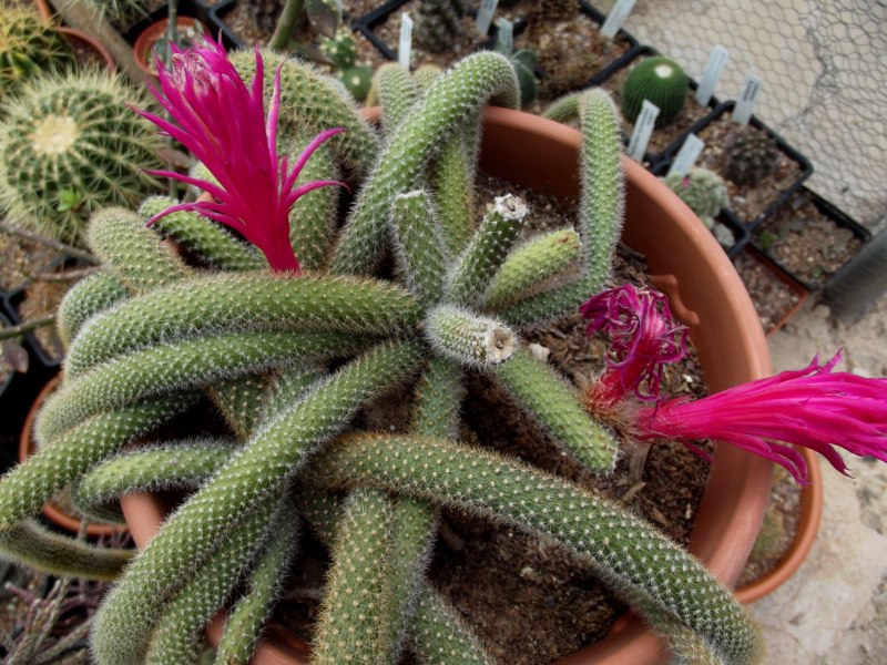 Disocactus flagelliformis