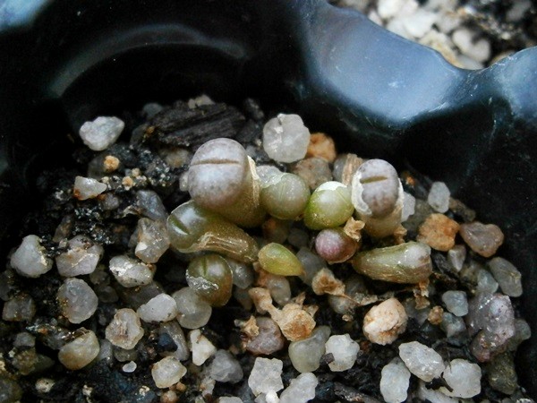 L. Schwantesii