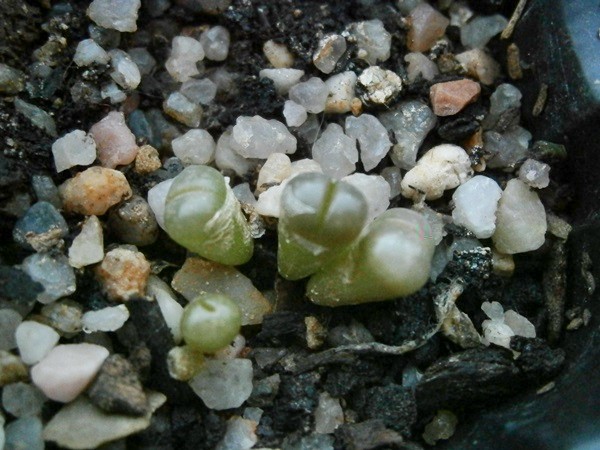 L. Shwantesii sp. schwantesii var. urikosensis &quot;kunjasensis&quot;