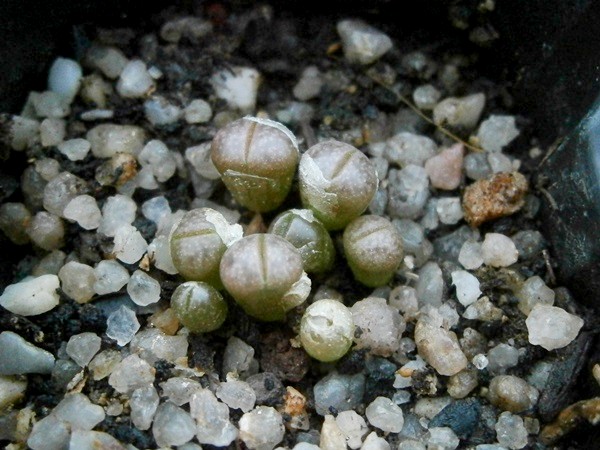 L. Dorotheae