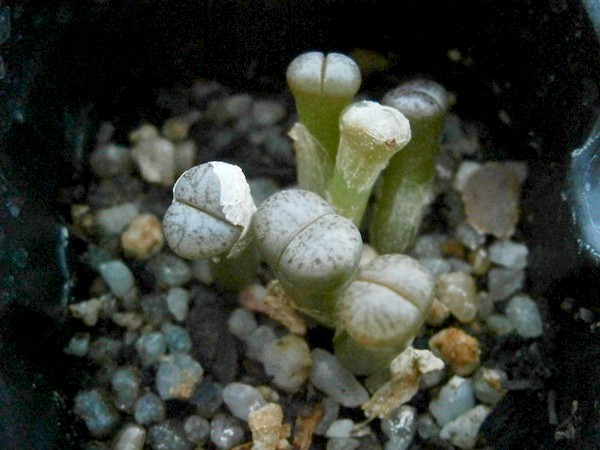 L. Schwantesii sp. schwantesii var. marthae