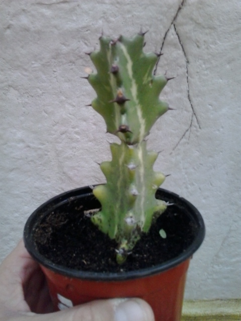 cactus ursula chico.jpg