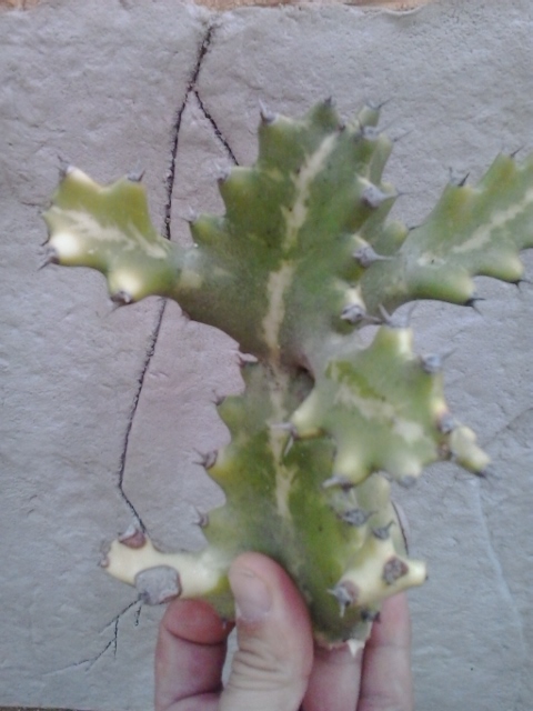 cactu ursula3.jpg