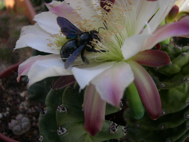 DSCN0059.JPG