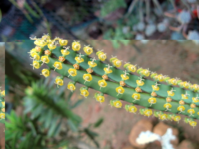 Euphorbia heterochroma