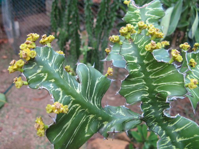Euphorbia "Sunrise" (Euphorbia bougheyi variegata)