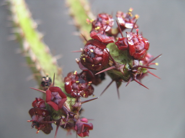 Euphorbia saxorum