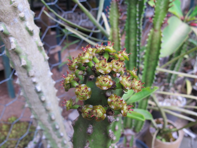 Euphorbia undulatifolia