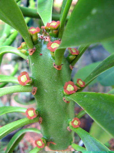 Euphorbia undulatifolia