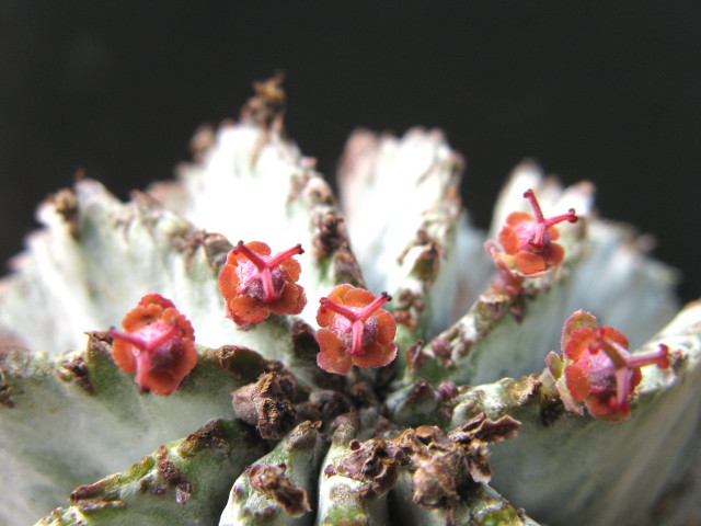 E. horrida