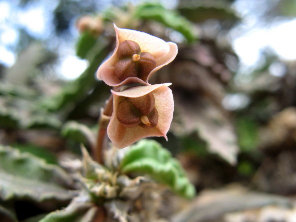 E. decaryi