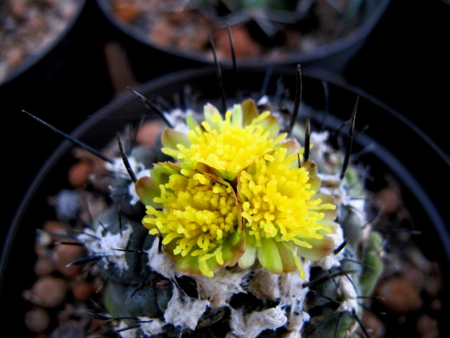 Copiapoa barquitensis.jpg
