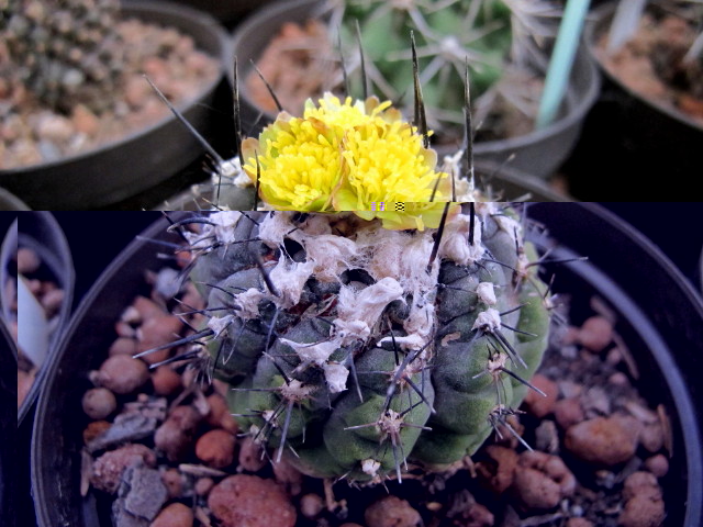 Copiapoa barquitensis2.jpg