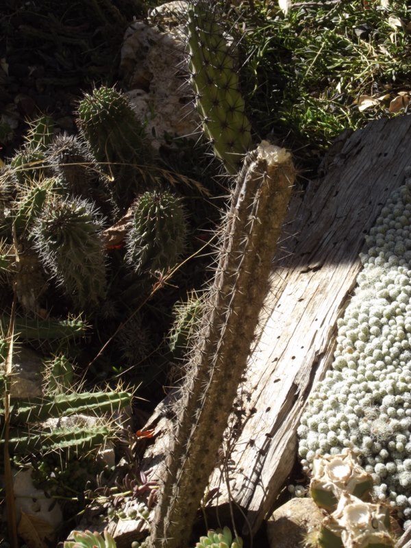 Cereus aethiops ...¿¿¿¿¿-DSCF0686 [800x600].jpg