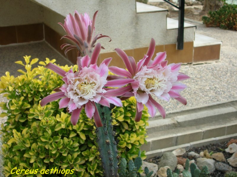 Cereus aethiops,flores(p) [800x600].jpg