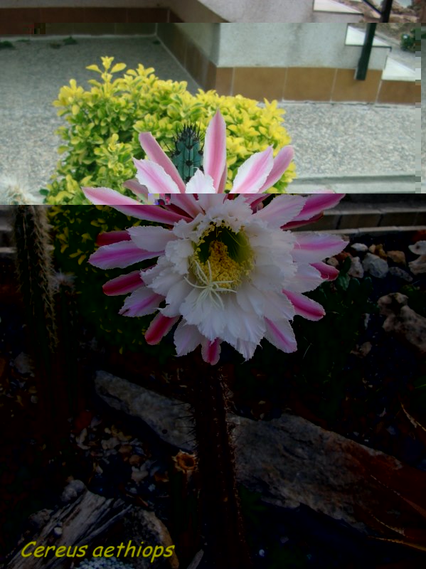 Cereus aethiops,flor(p) [800x600].jpg