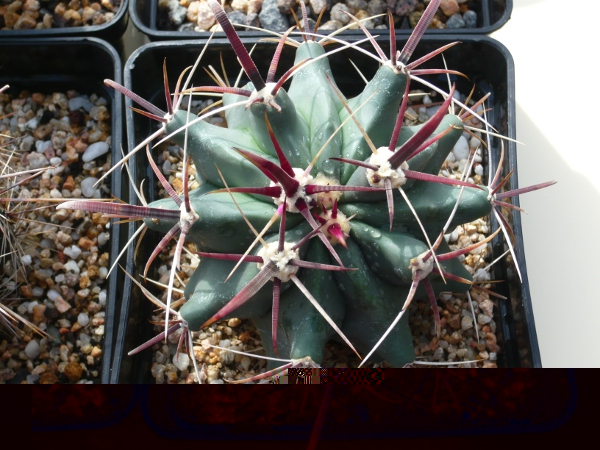 Ferocactus Viscainensis