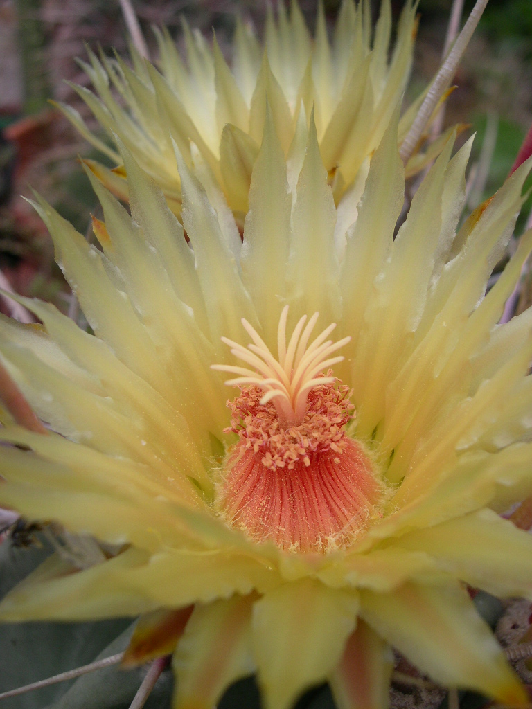 Ferocactus rectispinus