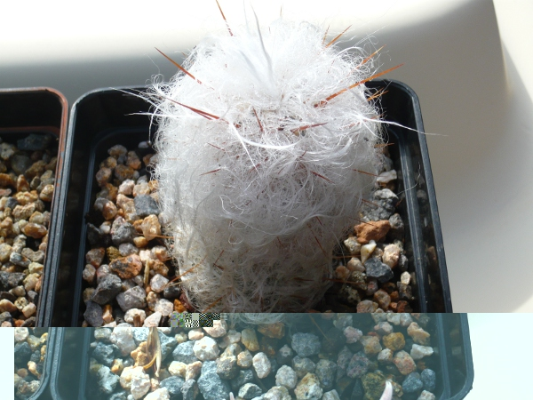 Oroecereus Trollii