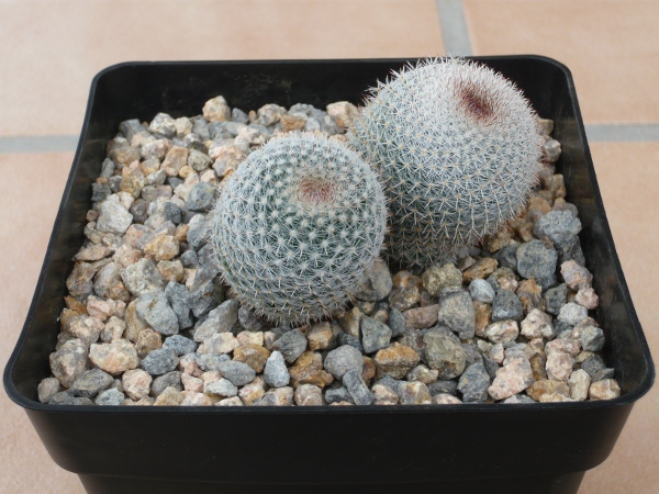 Mammillaria?