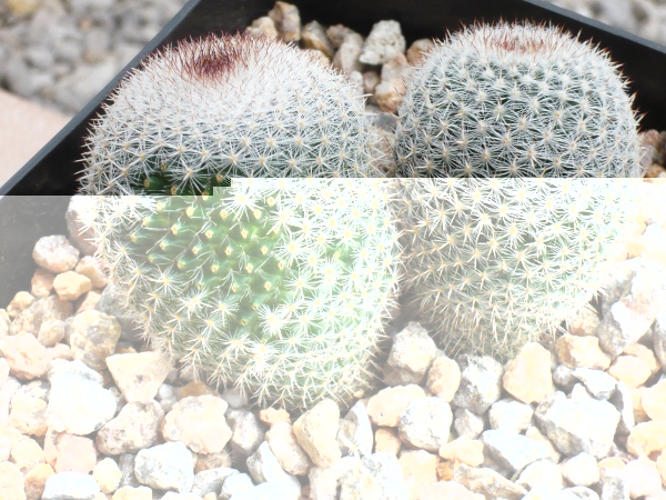 Mammillaria?