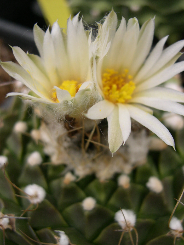 Obregonia denegrii