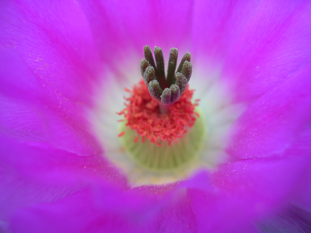 Echinocereus..otra vez