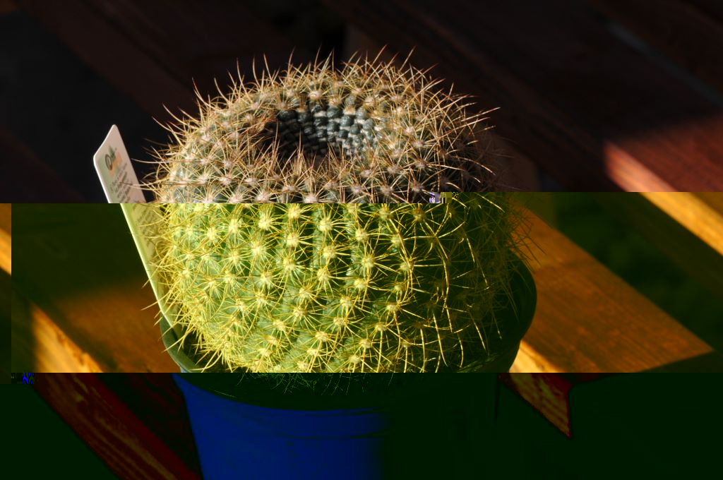 Notocactus rauschii