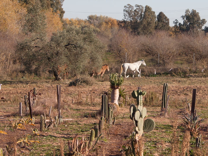 Caballos.jpg