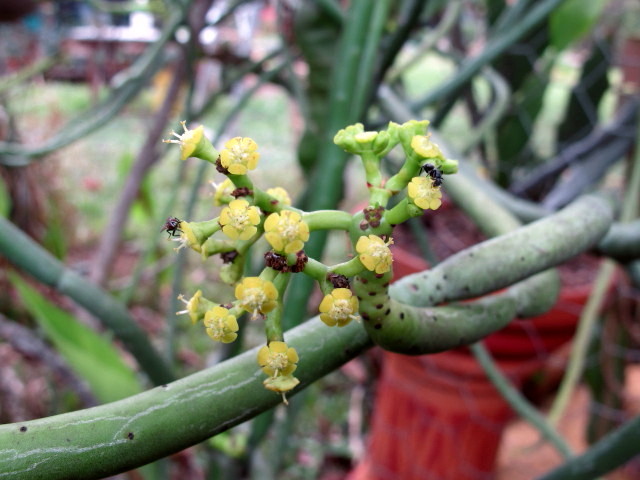 Euphorbia oncoclada