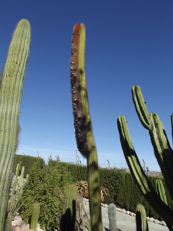 Espostoa guentheri--DSCF0594 [800x600].jpg