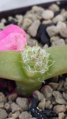 Tephrocactus alexanderi v geometricus.