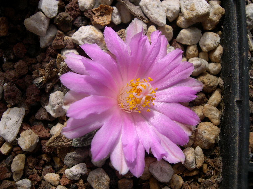 DSCN0007.JPG