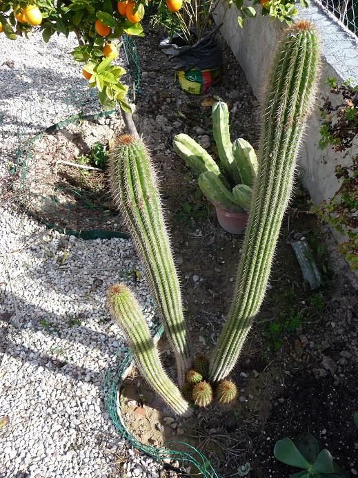 P1030420.JPG