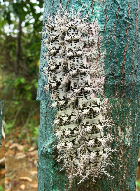 Ese color verde de la corteza del árbol no es natural