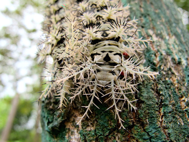 ¿A que parecen espinas de cactus, o no?