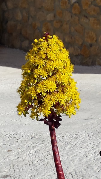 Aeonium