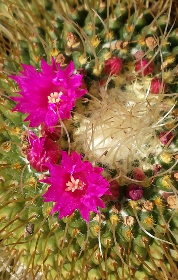 Mammillaria spinossissima un pico