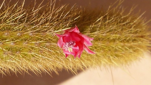 Cleistocactus winteri