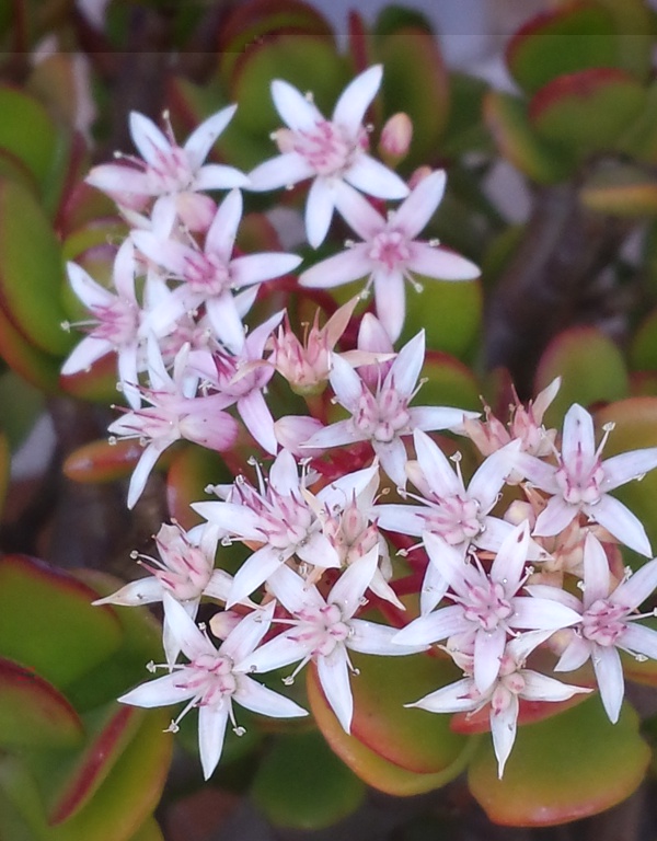 Crassula ovata