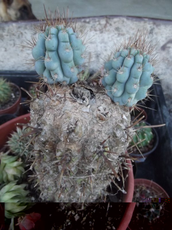 Este es uno que me tenían reservado