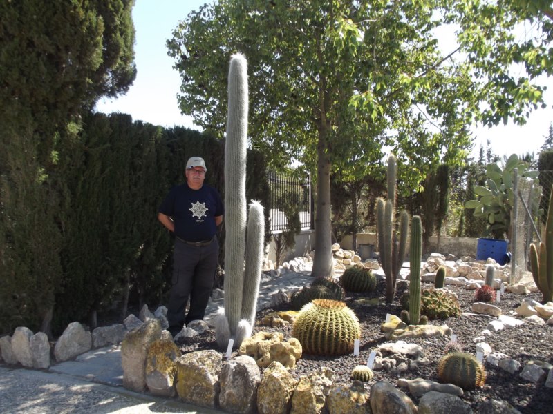 Cephalocereus senilis