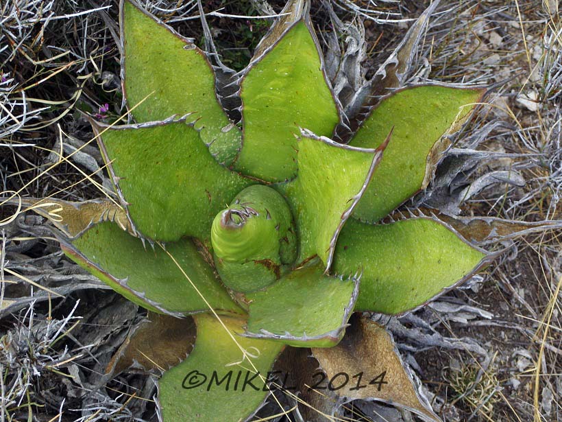 Agave sp.