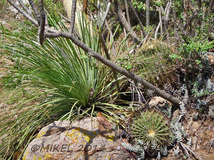 Agave stricta y ferocactus hystrix