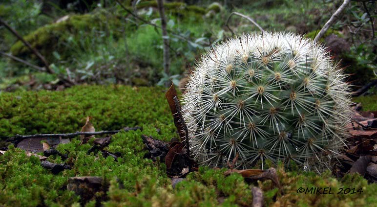 Corypantha?? Esta es de Jalisco.