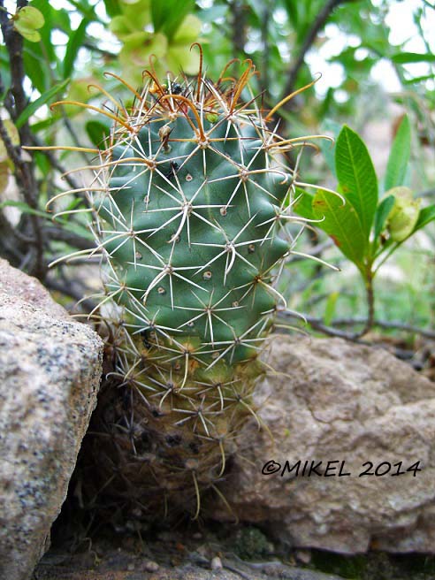 Corypantha ancistracantha.