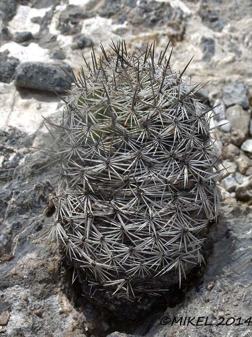 Mammillaria?