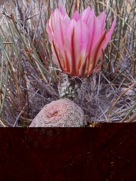 Echinocereus pectinatus.