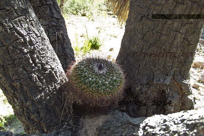 Mammillaria crassa en árbol a 1.7m de altura.